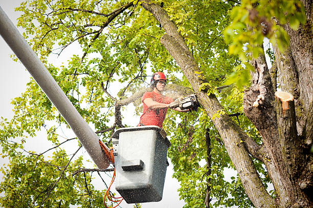 Best Tree Maintenance Programs  in USA